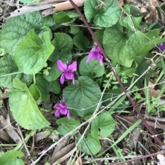 Viola odorata (Sweet Violet, Common Violet) at Red Hill Nature Reserve - 27 Aug 2021 by Tapirlord