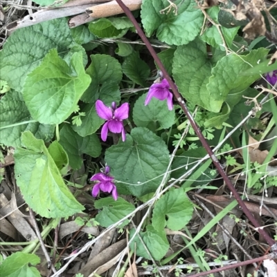 Viola odorata (Sweet Violet, Common Violet) at Garran, ACT - 27 Aug 2021 by Tapirlord