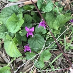 Viola odorata (Sweet Violet, Common Violet) at Garran, ACT - 27 Aug 2021 by Tapirlord