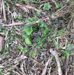 Viola odorata at Garran, ACT - 27 Aug 2021 02:42 PM