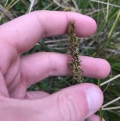 Carex appressa (Tall Sedge) at Garran, ACT - 27 Aug 2021 by Tapirlord