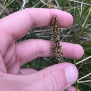 Carex appressa at Garran, ACT - 27 Aug 2021 02:38 PM