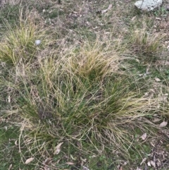 Carex appressa at Garran, ACT - 27 Aug 2021 02:38 PM