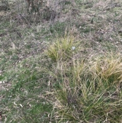 Carex appressa at Garran, ACT - 27 Aug 2021 02:38 PM