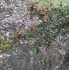 Bursaria spinosa subsp. lasiophylla (Australian Blackthorn) at Red Hill Nature Reserve - 27 Aug 2021 by Tapirlord