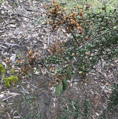 Bursaria spinosa subsp. lasiophylla (Australian Blackthorn) at Garran, ACT - 27 Aug 2021 by Tapirlord