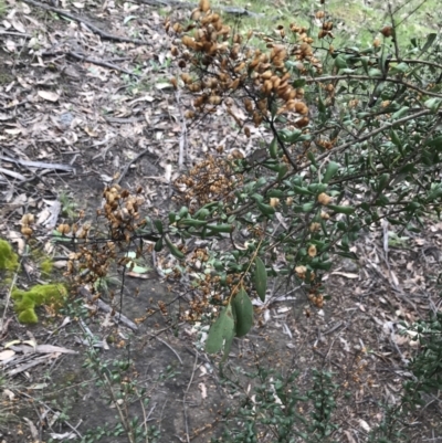 Bursaria spinosa subsp. lasiophylla (Australian Blackthorn) at Garran, ACT - 27 Aug 2021 by Tapirlord
