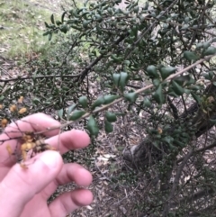 Bursaria spinosa subsp. lasiophylla at Garran, ACT - 27 Aug 2021 02:37 PM