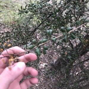 Bursaria spinosa subsp. lasiophylla at Garran, ACT - 27 Aug 2021 02:37 PM