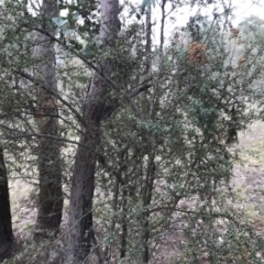 Bursaria spinosa subsp. lasiophylla at Garran, ACT - 27 Aug 2021