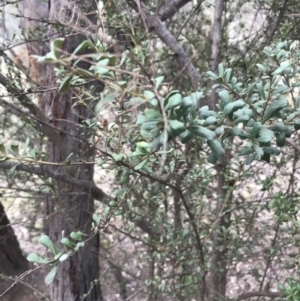 Bursaria spinosa subsp. lasiophylla at Garran, ACT - 27 Aug 2021 02:37 PM