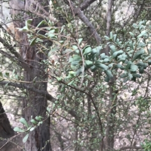 Bursaria spinosa subsp. lasiophylla at Garran, ACT - 27 Aug 2021