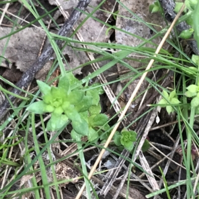 Galium murale (Small Bedstraw) at Red Hill Nature Reserve - 27 Aug 2021 by Tapirlord