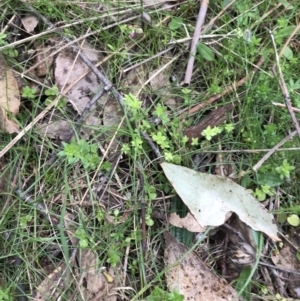 Galium murale at Garran, ACT - 27 Aug 2021