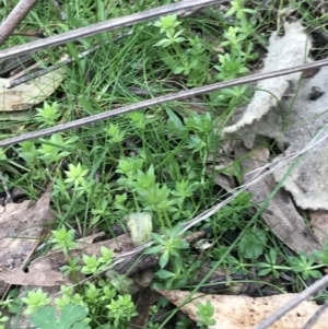 Galium murale at Garran, ACT - 27 Aug 2021