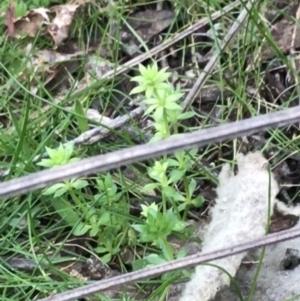 Galium murale at Garran, ACT - 27 Aug 2021