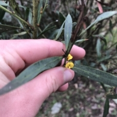 Daviesia mimosoides subsp. mimosoides at Red Hill Nature Reserve - 27 Aug 2021 by Tapirlord