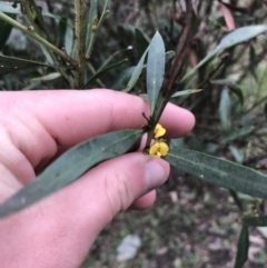 Daviesia mimosoides subsp. mimosoides at Garran, ACT - 27 Aug 2021 by Tapirlord