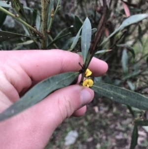 Daviesia mimosoides subsp. mimosoides at Garran, ACT - 27 Aug 2021