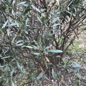 Daviesia mimosoides subsp. mimosoides at Garran, ACT - 27 Aug 2021