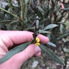 Daviesia mimosoides subsp. mimosoides at Garran, ACT - 27 Aug 2021 02:34 PM