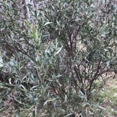 Daviesia mimosoides subsp. mimosoides at Garran, ACT - 27 Aug 2021 02:34 PM