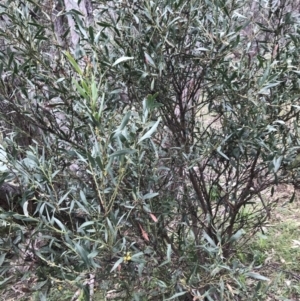 Daviesia mimosoides subsp. mimosoides at Garran, ACT - 27 Aug 2021