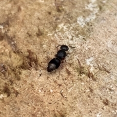 Odontomyrme sp. (genus) at Murrumbateman, NSW - 31 Aug 2021