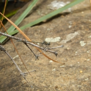 Austroargiolestes icteromelas at Acton, ACT - suppressed