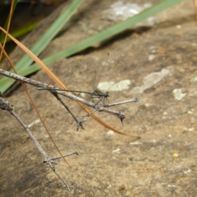 Austroargiolestes icteromelas (Common Flatwing) at Acton, ACT - 14 Dec 2019 by Birdy