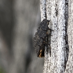 Lycidae sp. (family) (Net-winged beetle) at Wanniassa Hill - 31 Aug 2021 by RAllen