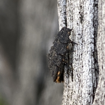 Lycidae sp. (family) (Net-winged beetle) at Macarthur, ACT - 31 Aug 2021 by RAllen