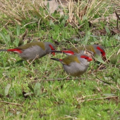 Neochmia temporalis (Red-browed Finch) at Gilmore, ACT - 31 Aug 2021 by RodDeb