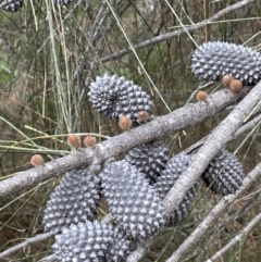 Allocasuarina verticillata (Drooping Sheoak) at Mount Majura - 31 Aug 2021 by JaneR