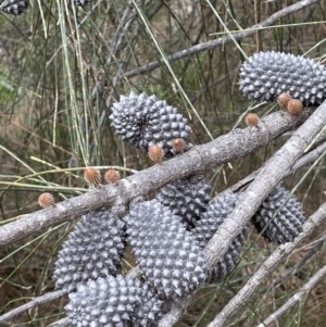 Allocasuarina verticillata at Majura, ACT - 31 Aug 2021