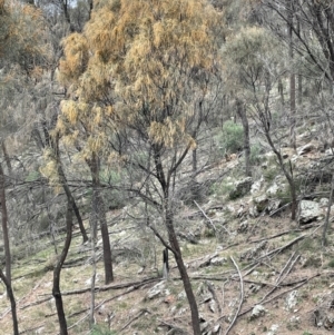 Allocasuarina verticillata at Majura, ACT - 31 Aug 2021