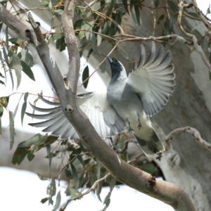 Coracina novaehollandiae at Majura, ACT - 31 Aug 2021