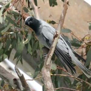 Coracina novaehollandiae at Majura, ACT - 31 Aug 2021