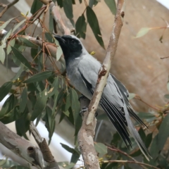 Coracina novaehollandiae at Majura, ACT - 31 Aug 2021