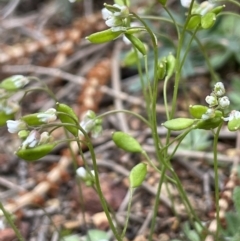 Erophila verna (Whitlow Grass) at Mount Majura - 31 Aug 2021 by JaneR