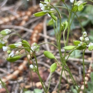 Erophila verna at Majura, ACT - 31 Aug 2021 03:47 PM