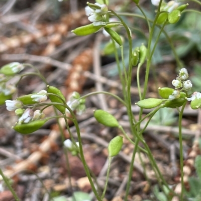 Erophila verna (Whitlow Grass) at Mount Majura - 31 Aug 2021 by JaneR