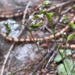 Erophila verna at Majura, ACT - 31 Aug 2021 03:47 PM