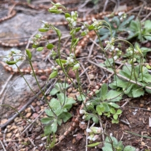 Erophila verna at Majura, ACT - 31 Aug 2021 03:47 PM