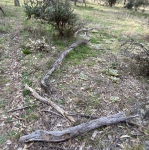 Papyrius sp. (genus) at Macarthur, ACT - suppressed