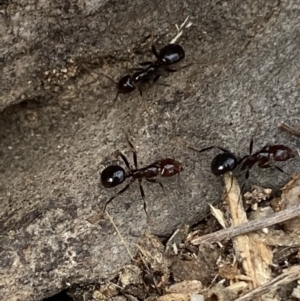 Papyrius sp. (genus) at Macarthur, ACT - suppressed