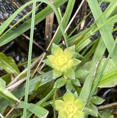 Galium murale (Small Bedstraw) at Mount Majura - 31 Aug 2021 by JaneR