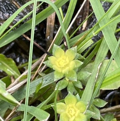 Galium murale (Small Bedstraw) at Majura, ACT - 31 Aug 2021 by JaneR