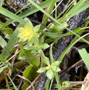 Galium murale at Majura, ACT - 31 Aug 2021 03:45 PM