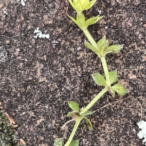 Galium murale at Majura, ACT - 31 Aug 2021 03:45 PM